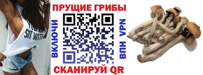 Псилоцибиновые грибы Magic Shrooms  ОМГ ОМГ tor  Райчихинск  где купить  